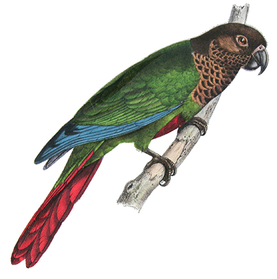 Bonapartes Parakeet