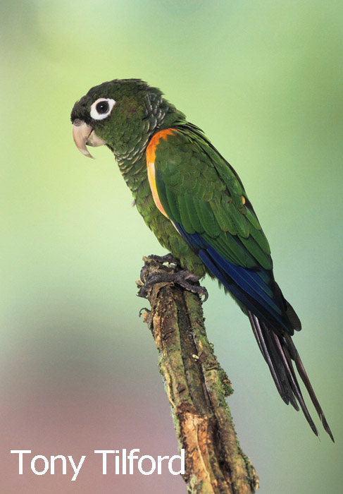 Fiery-shouldered Parakeet