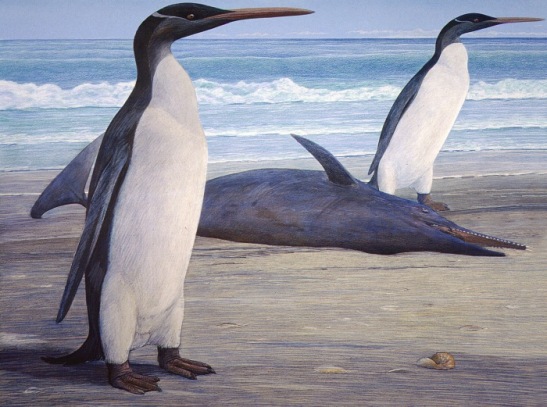 kairuku penguin Artwork by Chris Gaskin