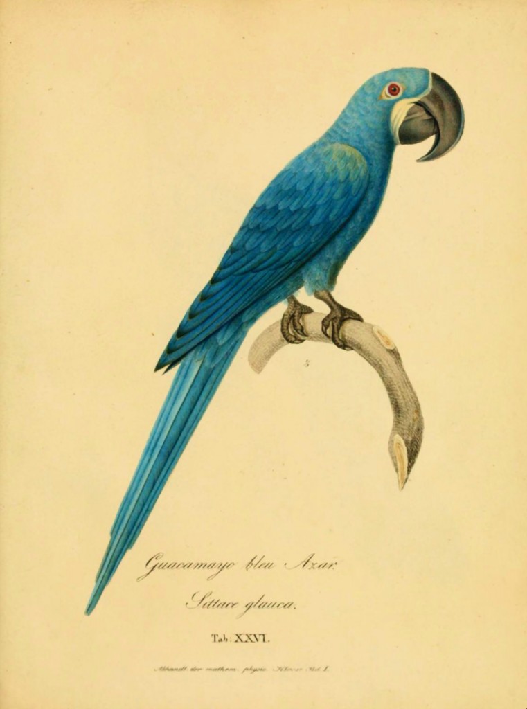 Glaucous Macaw (Anodorhynchus glaucus)