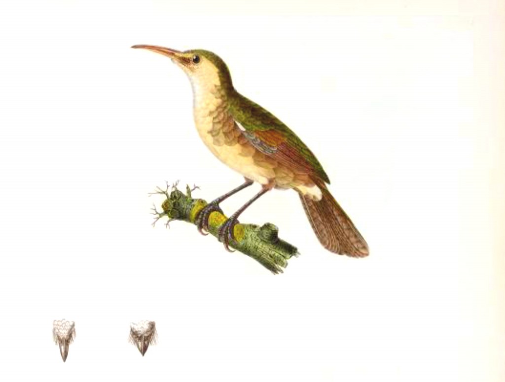 Nightingale Reed-warbler