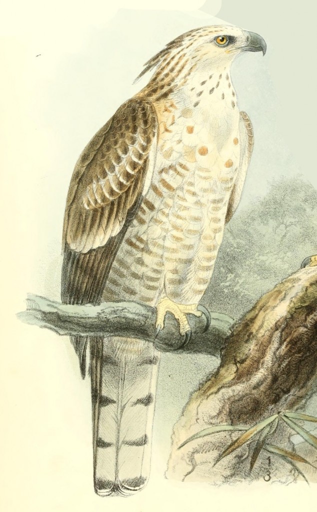 Flores Hawk-Eagle