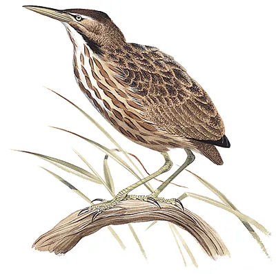 American Bittern
