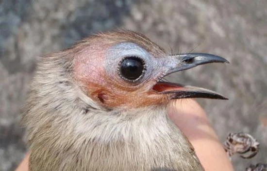 Bare-faced Bulbul