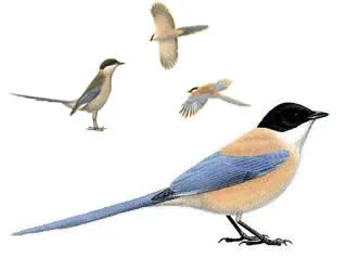 Azure-Winged Magpie 