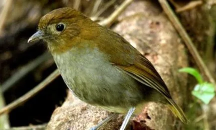 Fenwicks Antpitta Fenwicks Antpitta