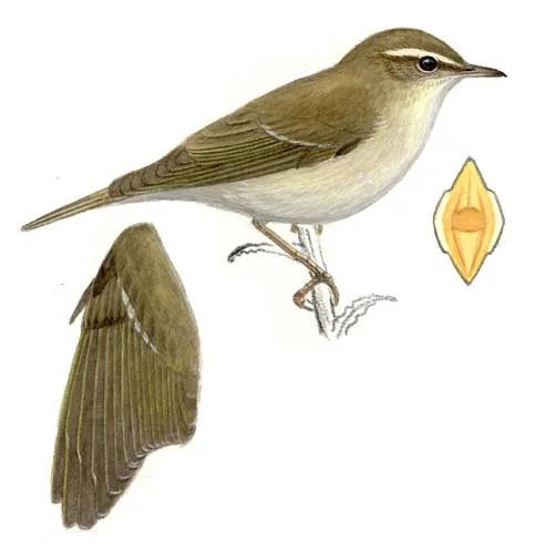 Arctic Warbler