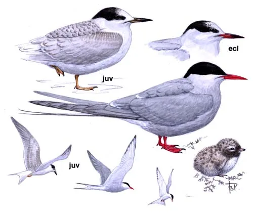 Arctic Tern