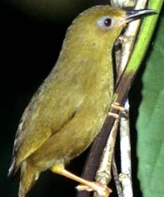 Vanikoro White-eye