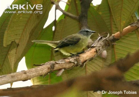 Yungas Tyrannulet Yungas Tyrannulet