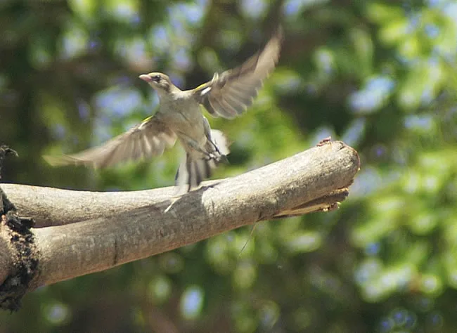 Lesser Honeyguide