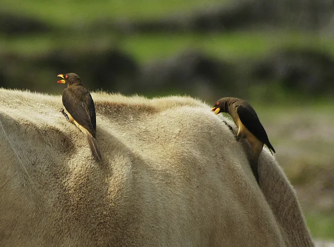 oxpeckers