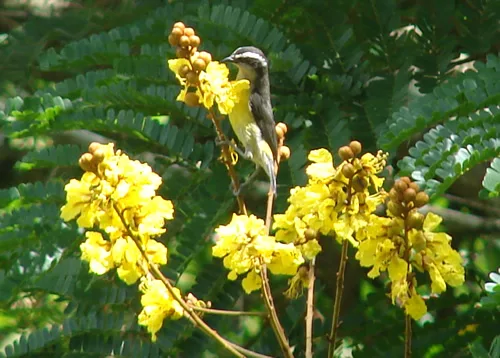 Bananaquit