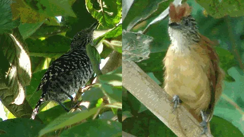 Barred Antshrike