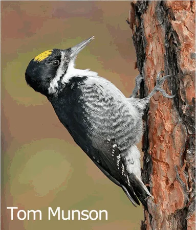 Black-backed Woodpecker