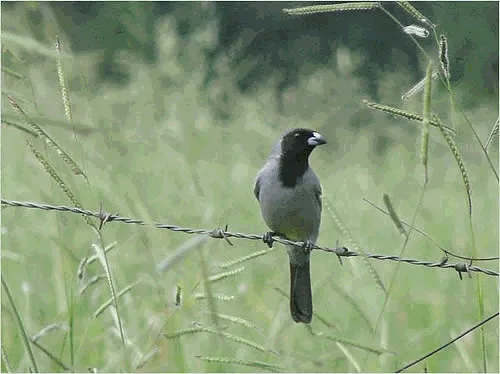 Black-faced Tanager