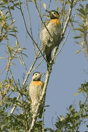 Campo Flicker