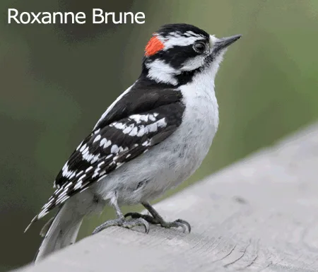 Downy Woodpecker