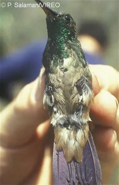 Green-bellied Hummingbird