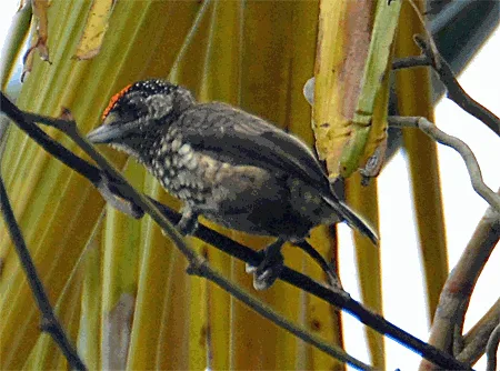 Guianan Piculet