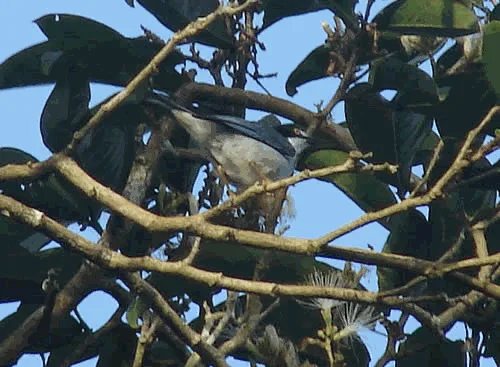 Hooded Tanager