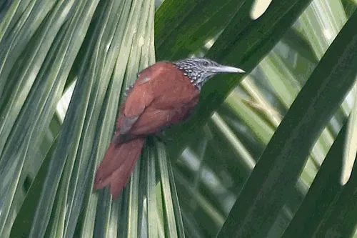 Point-tailed Palmcreeper