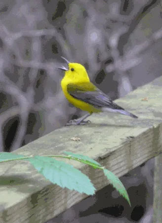 Prothonotary Warbler