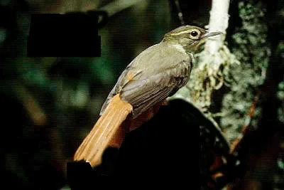 Rufous-rumped Foliage-gleaner
