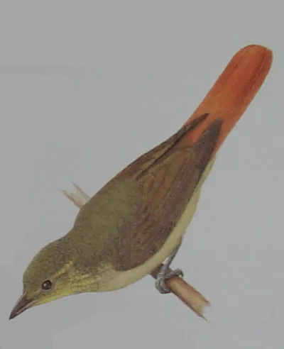 Rufous-tailed Foliage-Gleaner