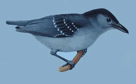 Spot-winged Antshrike