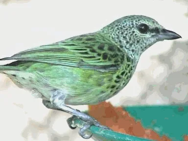 Spotted Tanager