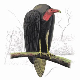 Turkey Vulture