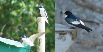White-winged Swallow