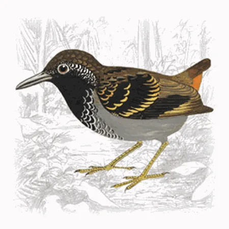 Wing-banded Antbird