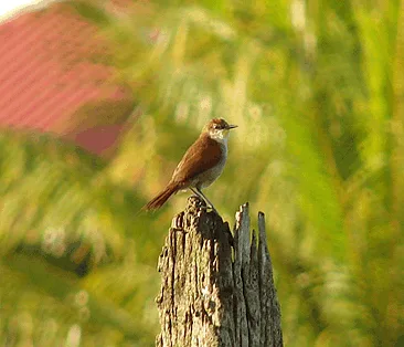 Yellow-chinned Spinetail