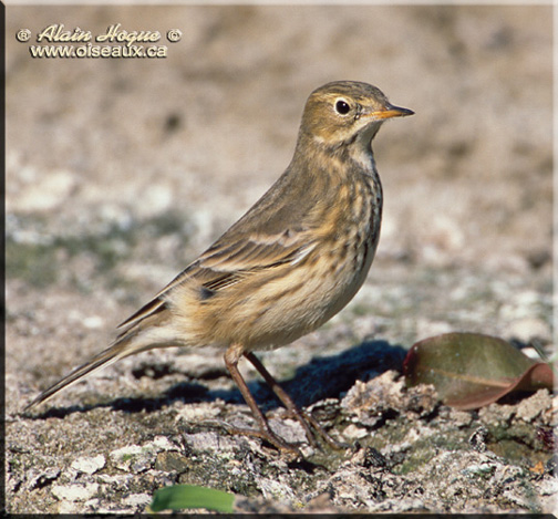 American Pipit Anthus Rubescens Planet Of Birds