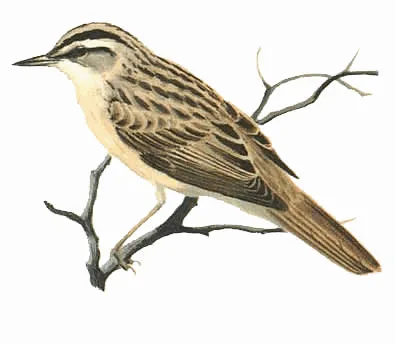 Aquatic Warbler