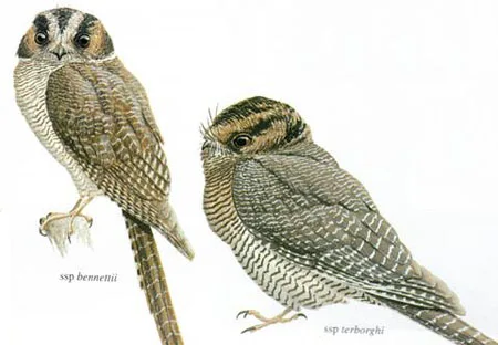 Barred Owlet-nightjar