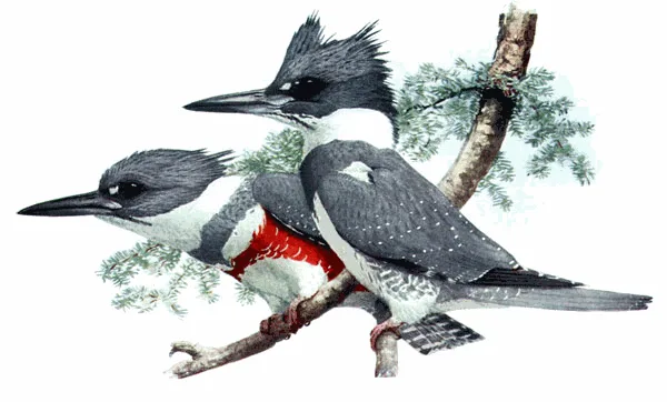 Belted Kingfisher