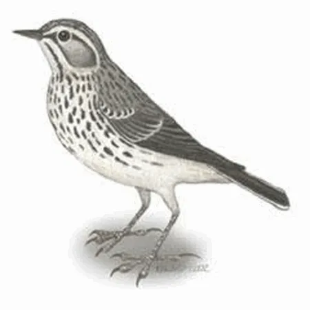 Berthelots Pipit