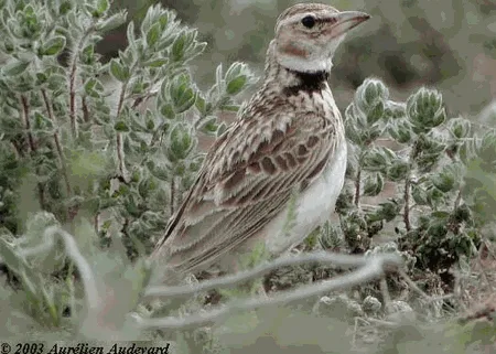 Bimaculated Lark