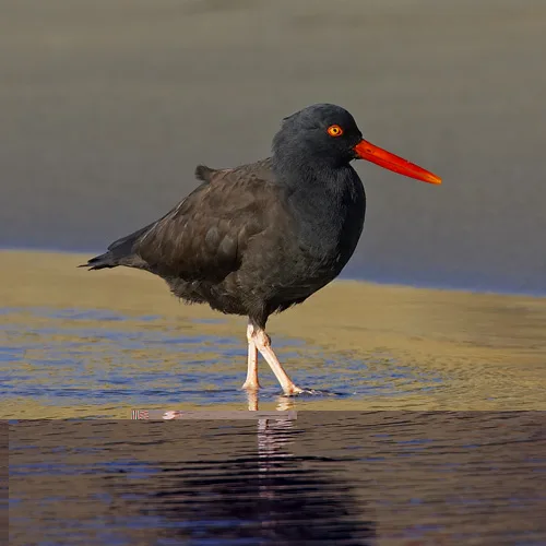Black Oystercatcher