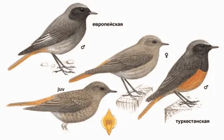 Black Redstart