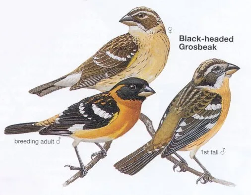 Black-headed Grosbeak
