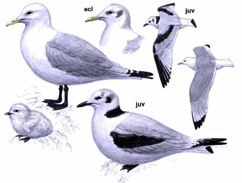 Black-legged Kittiwake