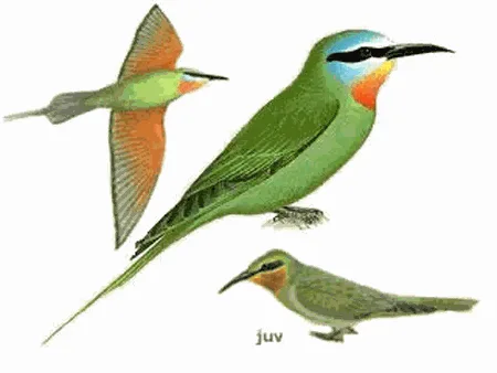 Blue-cheeked Bee-eater
