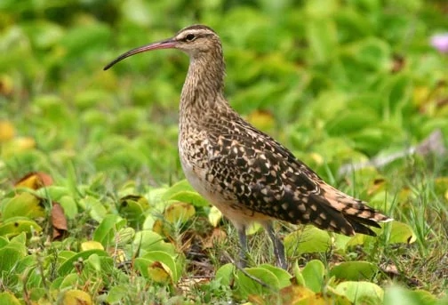 Bristle-thighed Curlew