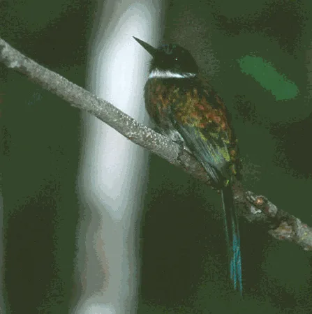 Bronzy Jacamar