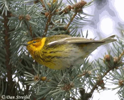 Cape May Warbler