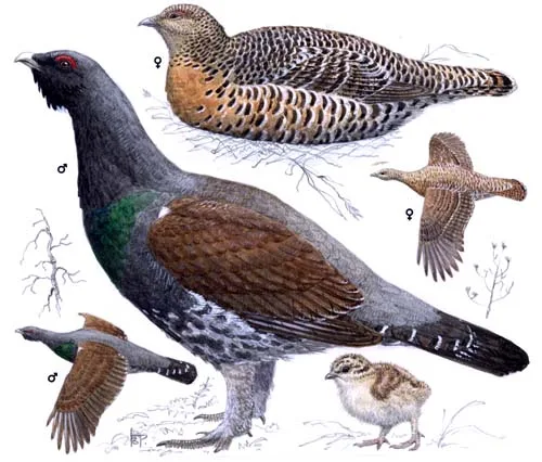 Capercaillie